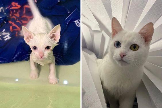 13+ pet before-and-after pics will show you how love can change their appearance 9