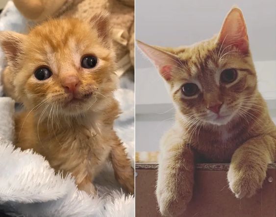 13+ pet before-and-after pics will show you how love can change their appearance 8