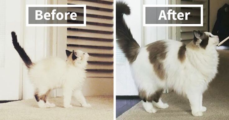 13+ pet before-and-after pics will show you how love can change their appearance 7