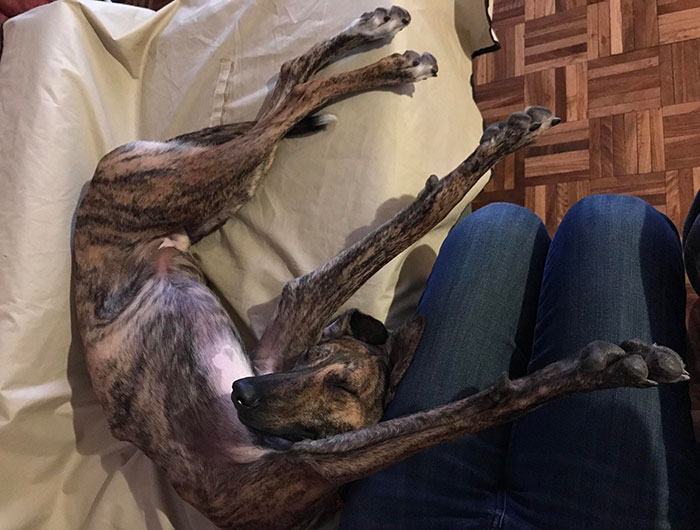 15+ funny dogs' sleep positions will make you cry from laughter 15