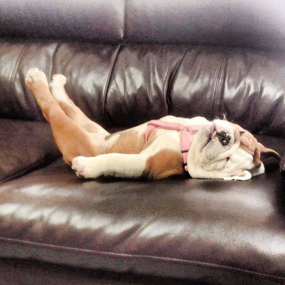 15+ funny dogs' sleep positions will make you cry from laughter 5