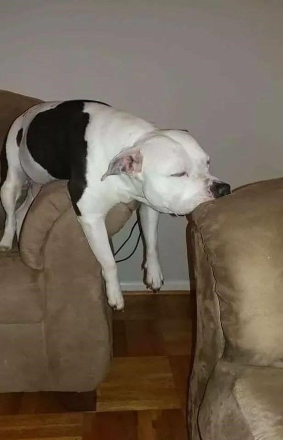 15+ funny dogs' sleep positions will make you cry from laughter 4