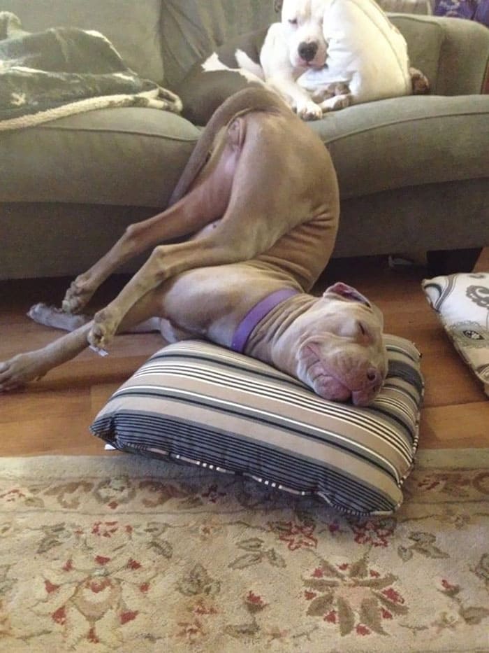 15+ funny dogs' sleep positions will make you cry from laughter 1