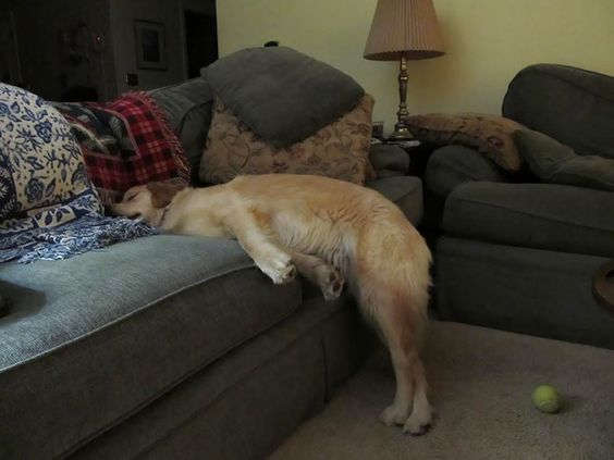 15+ funny dogs' sleep positions will make you cry from laughter 3