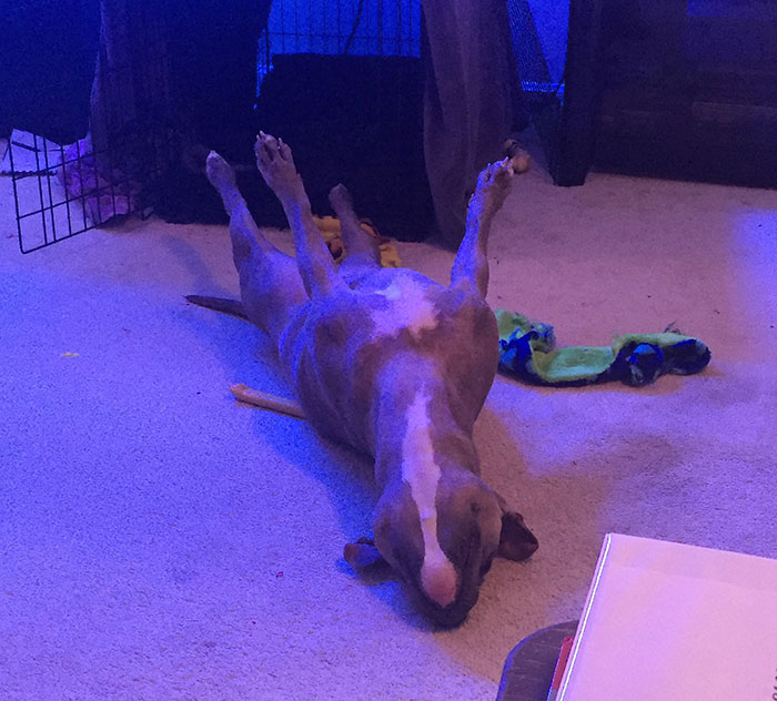 15+ funny dogs' sleep positions will make you cry from laughter 14