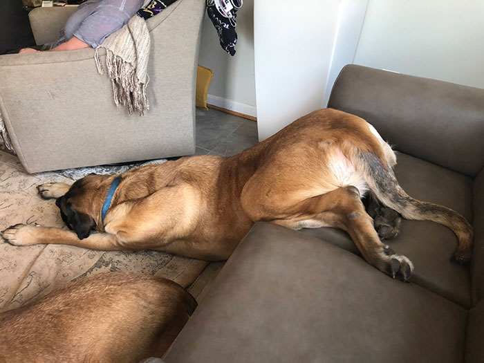 15+ funny dogs' sleep positions will make you cry from laughter 12