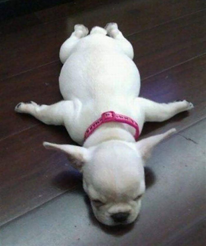 15+ funny dogs' sleep positions will make you cry from laughter 11
