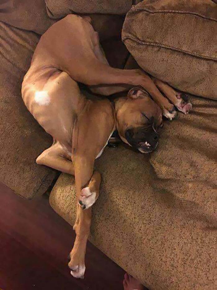 15+ funny dogs' sleep positions will make you cry from laughter 10