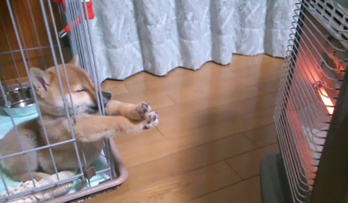 15+ funny dogs' sleep positions will make you cry from laughter 9