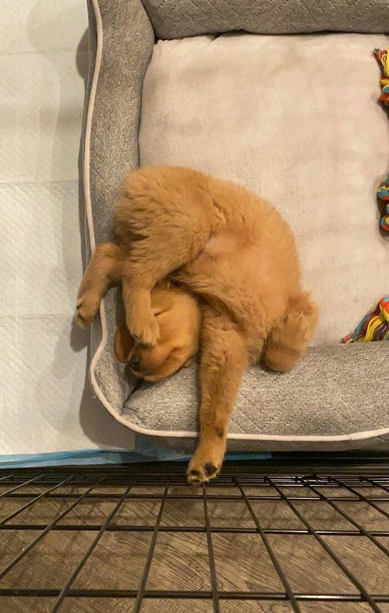 15+ funny dogs' sleep positions will make you cry from laughter 7