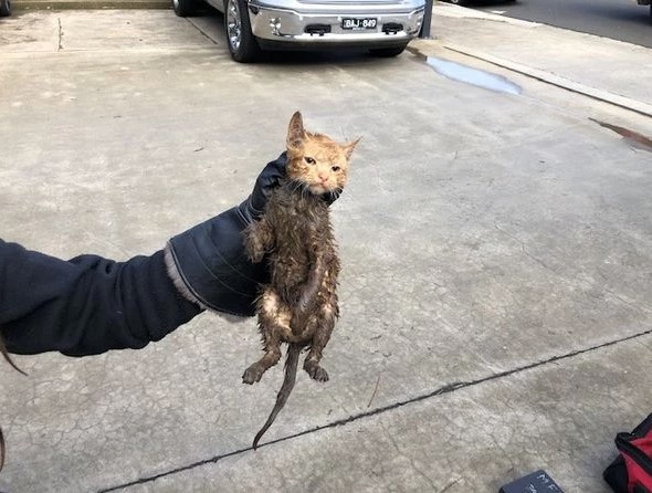 Poor cat finally rescued after hours-long head stuck in skip bin 3