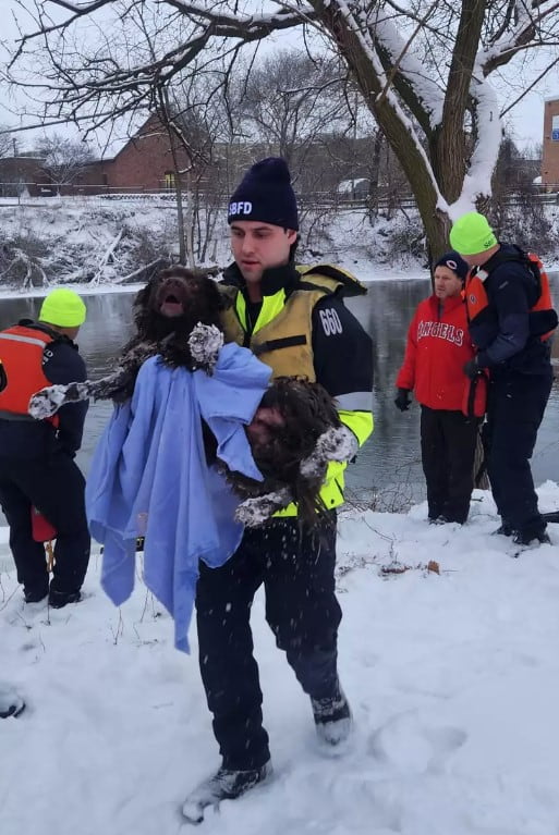 Firefighters rescue dog who gets stuck in middle of icy river after chasing down geese 4