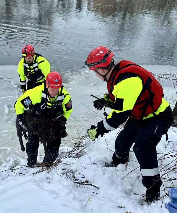 Firefighters rescue dog who gets stuck in middle of icy river after chasing down geese 3