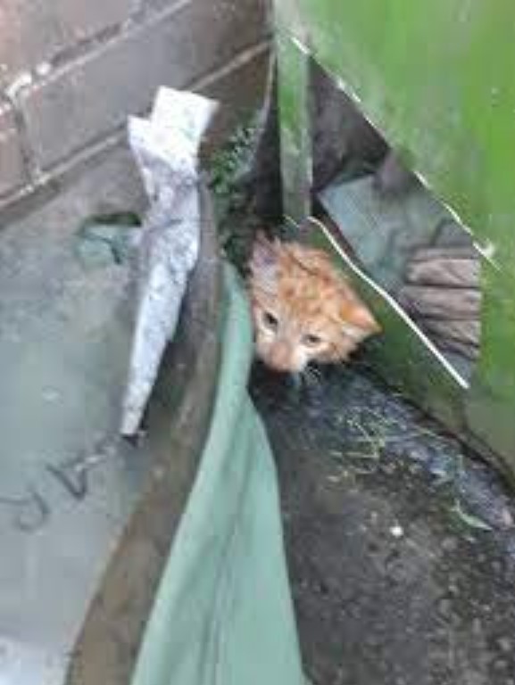 Poor cat finally rescued after hours-long head stuck in skip bin 4
