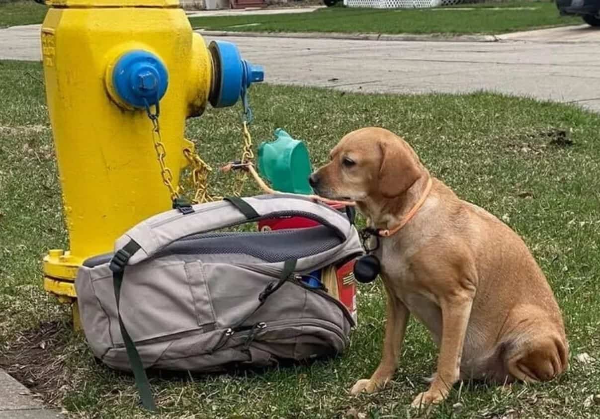 Dog tied to fire hydrant with bag full of toys and heartbreaking letter 1
