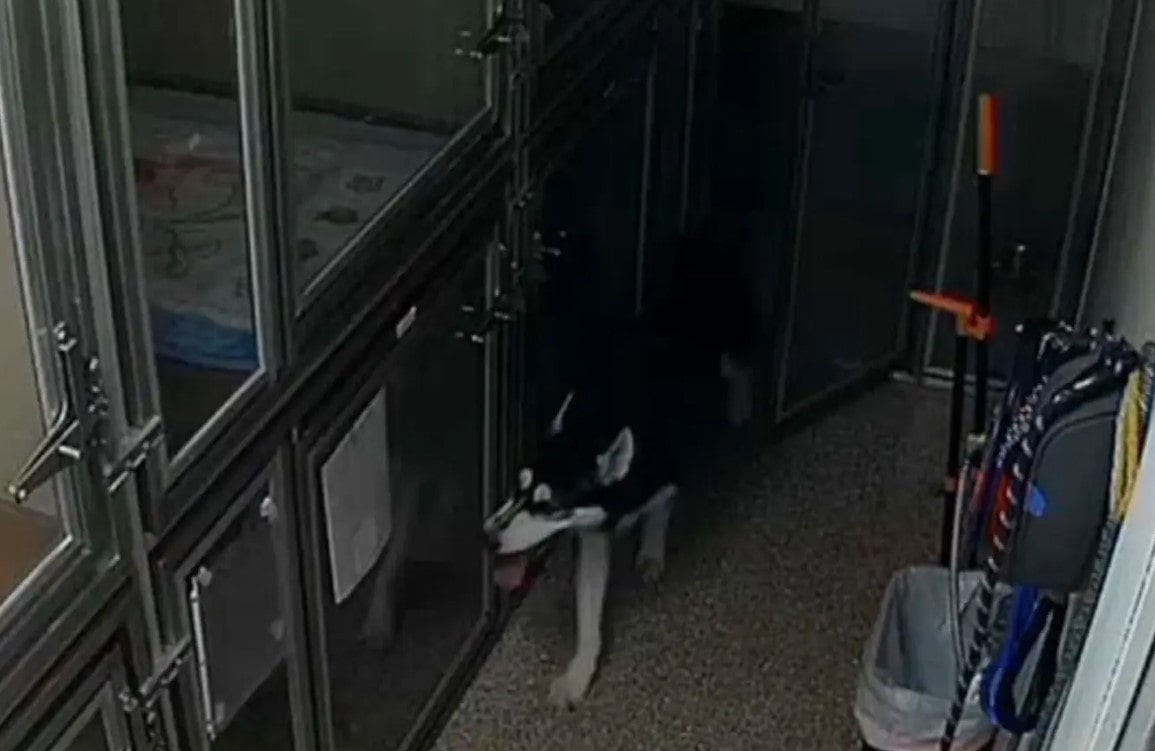 Hungry Husky escapes from kennel, invites fellows for a midnight snack 1