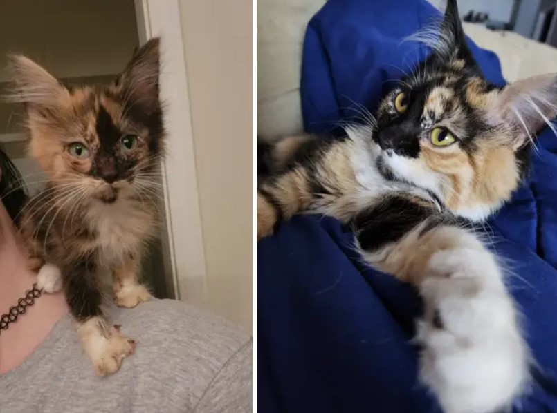 13+ before-and-after photos of rescued pets will melt your heart 30