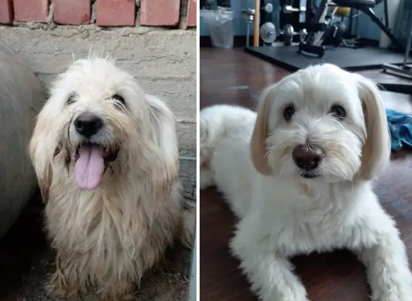 13+ before-and-after photos of rescued pets will melt your heart 3