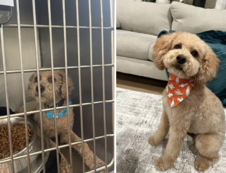 13+ before-and-after photos of rescued pets will melt your heart 21
