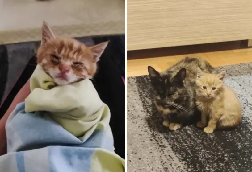 13+ before-and-after photos of rescued pets will melt your heart 18