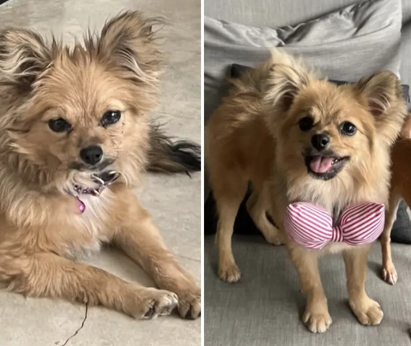13+ before-and-after photos of rescued pets will melt your heart 15