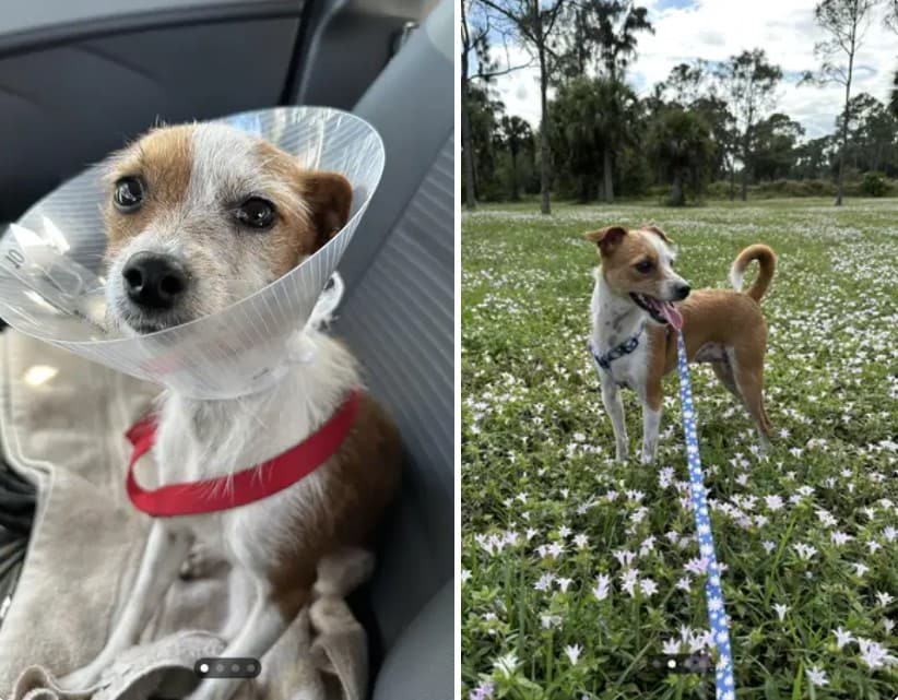 13+ before-and-after photos of rescued pets will melt your heart 6