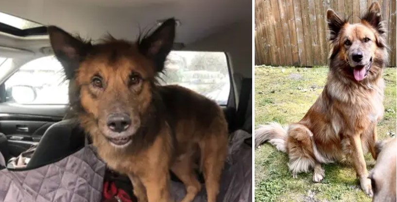 13+ before-and-after photos of rescued pets will melt your heart 36