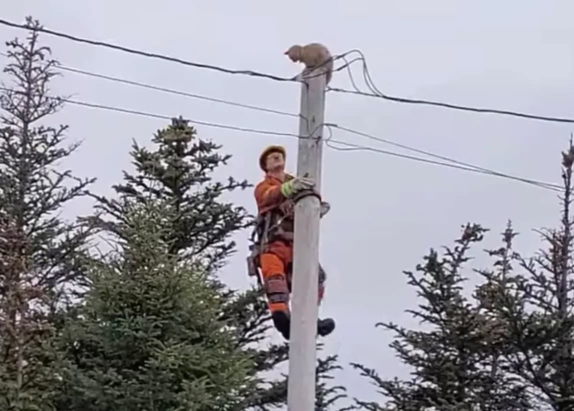 Cat takes leap off an electric pole to escape rescuer 2