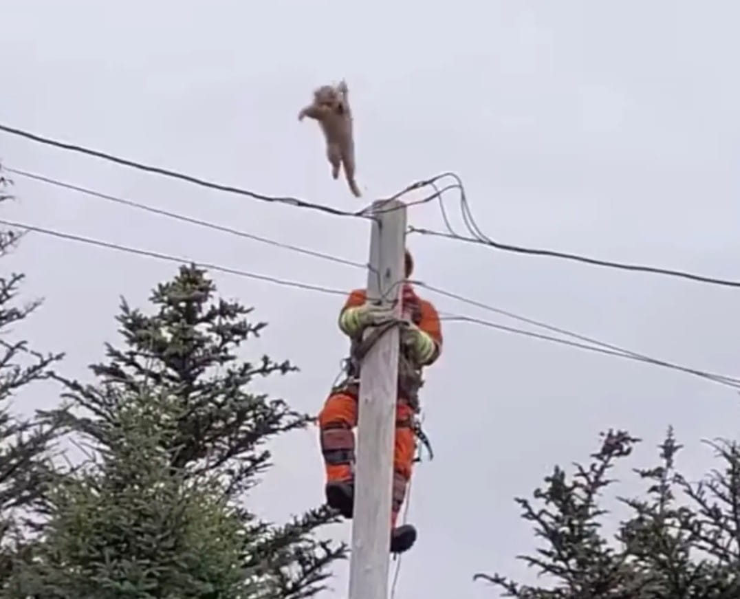 Cat takes leap off an electric pole to escape rescuer 3