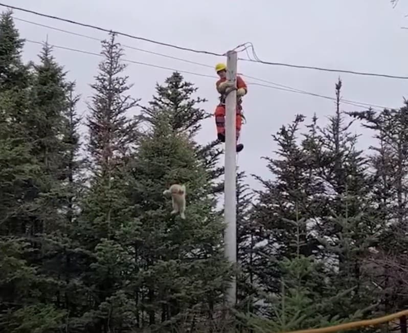 Cat takes leap off an electric pole to escape rescuer 4