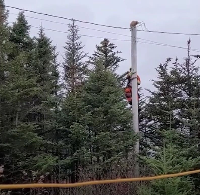 Cat takes leap off an electric pole to escape rescuer 1