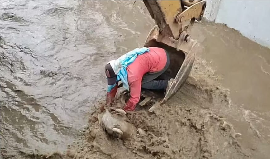 Dog trapped in canal was rescued by construction workers using an excavator 3