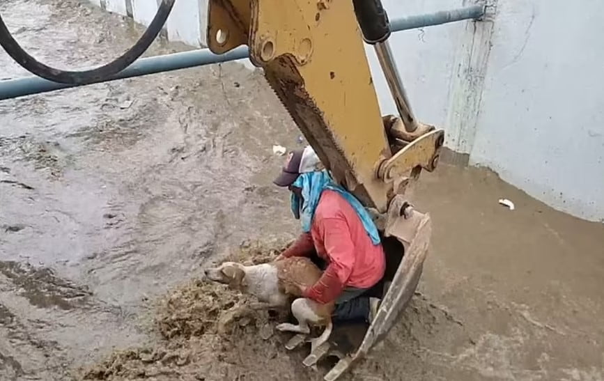 Dog trapped in canal was rescued by construction workers using an excavator 4