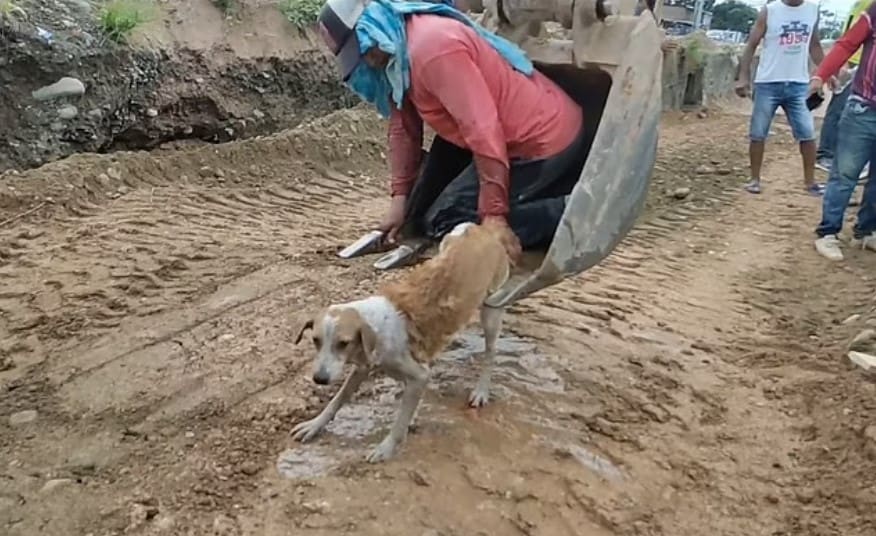 Dog trapped in canal was rescued by construction workers using an excavator 5