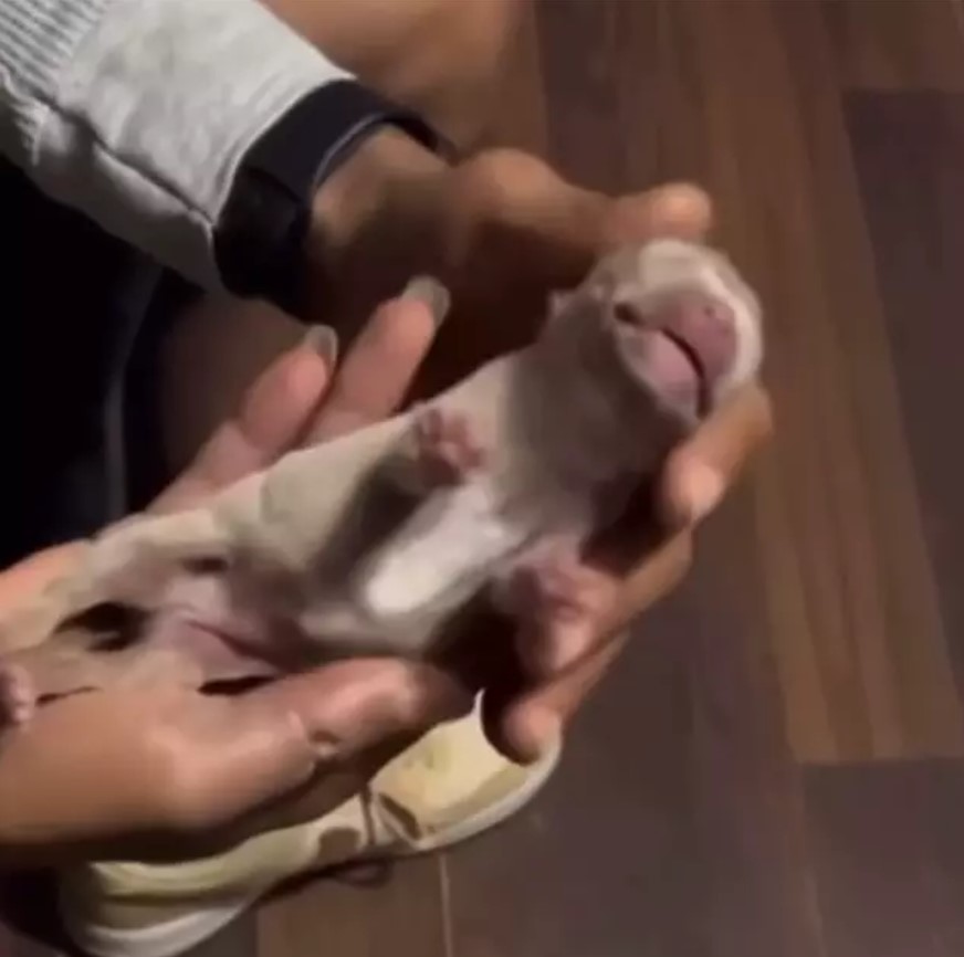 Owner brings newborn puppy back to life after it stops breathing 2