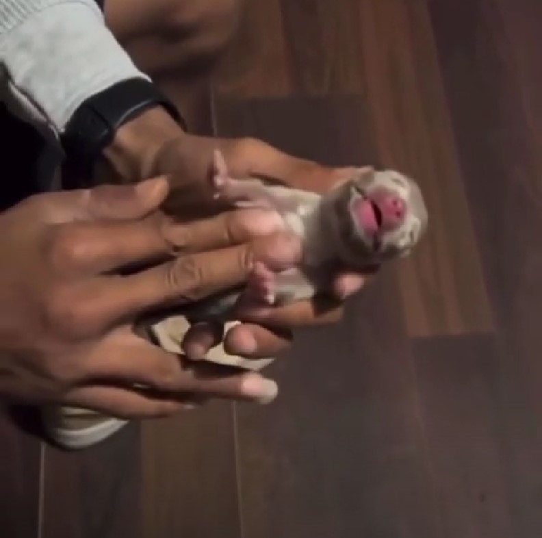 Owner brings newborn puppy back to life after it stops breathing 5