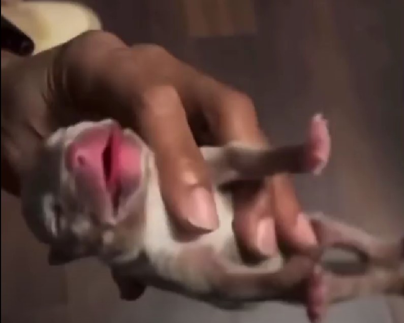 Owner brings newborn puppy back to life after it stops breathing 1