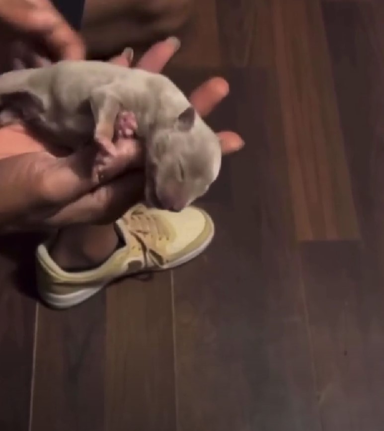 Owner brings newborn puppy back to life after it stops breathing 3