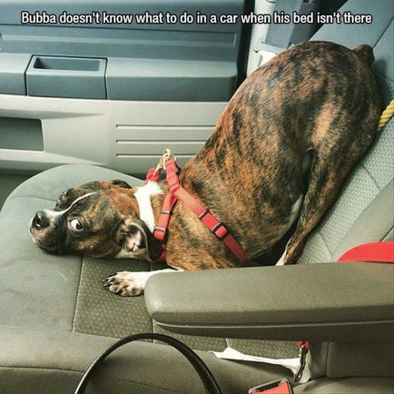 14+ pets who don't know how silly they are through the human camera 2