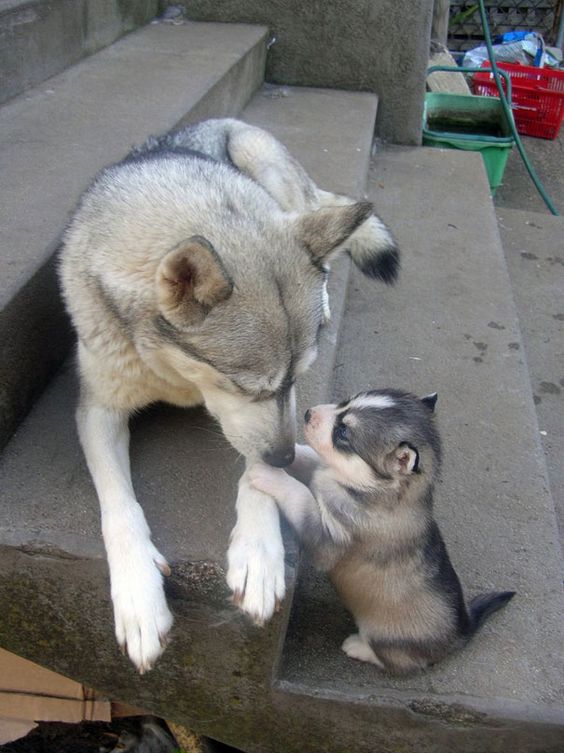15+ funny moments animals run out of patience with their kids just look like our parents 2