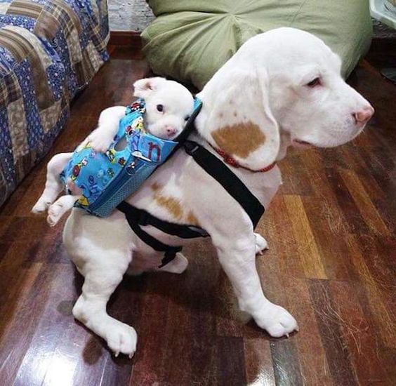 15+ funny moments animals run out of patience with their kids just look like our parents 9