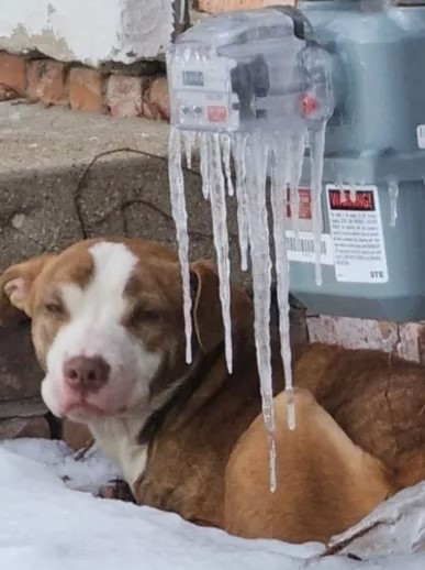 8-month-old dog was found desperately lying on snow amid an arctic storm 2
