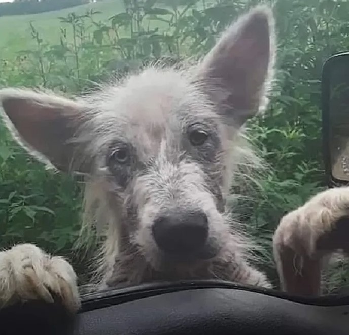 Devastated dog climbs up on the window of the truck driver begging for help 1