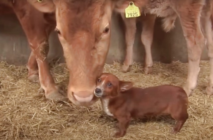 Abandoned dog cries when she is separated from her cow mother 2