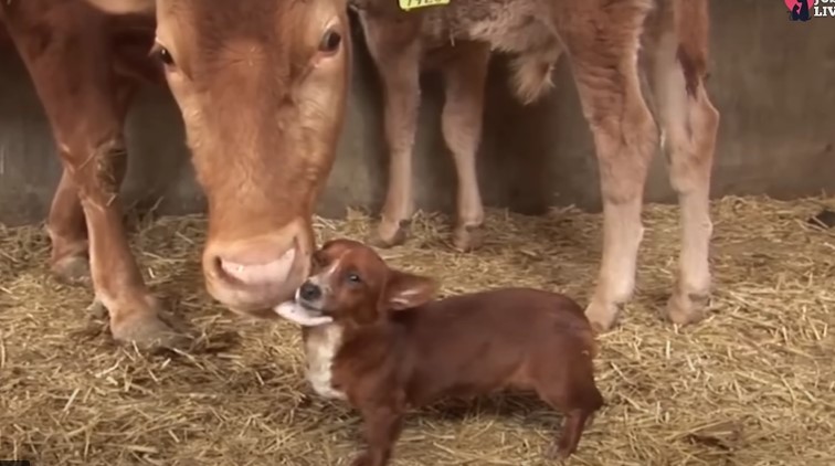 Abandoned dog cries when she is separated from her cow mother 4
