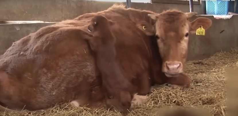 Abandoned dog cries when she is separated from her cow mother 1