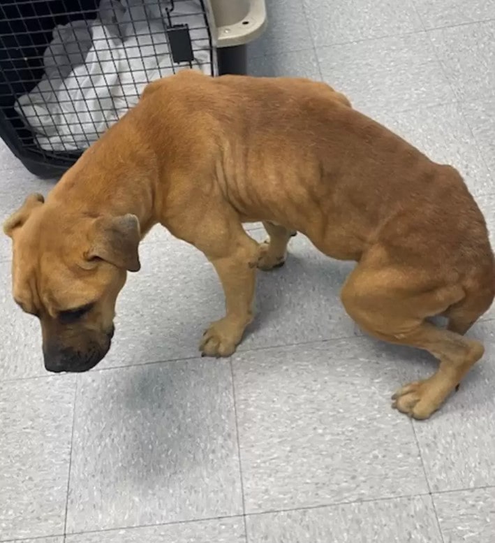 Abandoned dog burst into tears after being family rescued 4