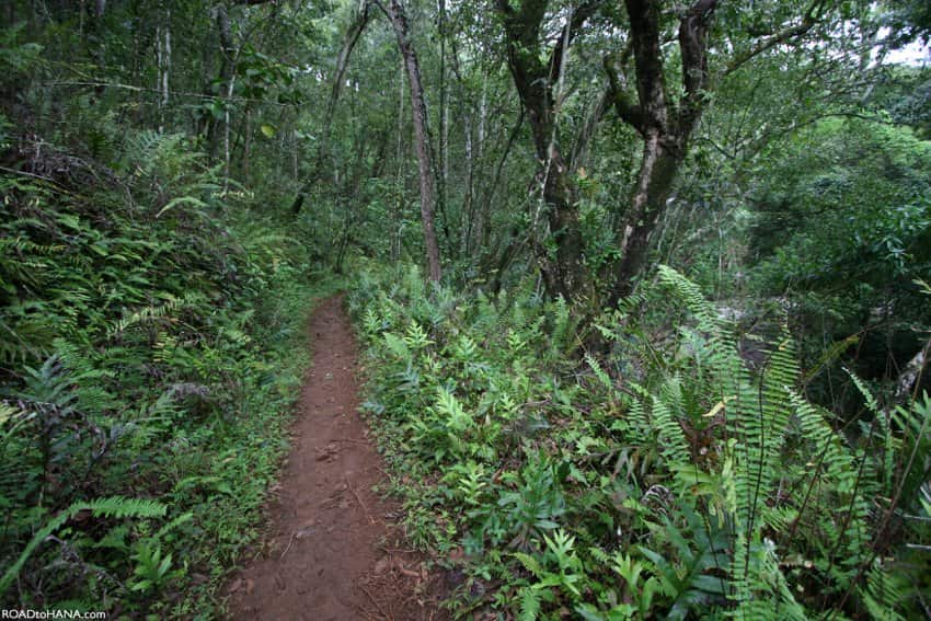 Woman stunned after encountering demon during brutal 100-mile race in Hawaii rainforest 4