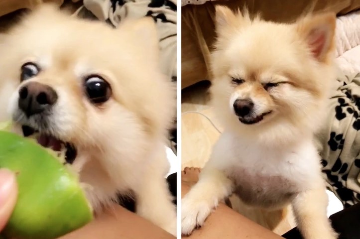 15+ hilarious animal faces when they enjoy something for the first time 15