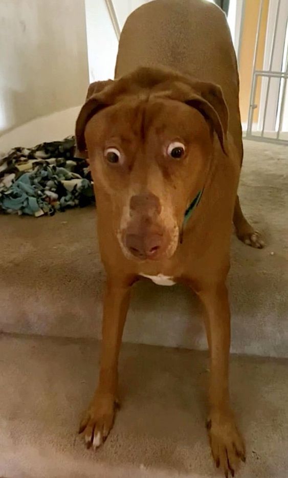 15+ hilarious animal faces when they enjoy something for the first time 4
